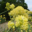 Thalictrum glaucum
